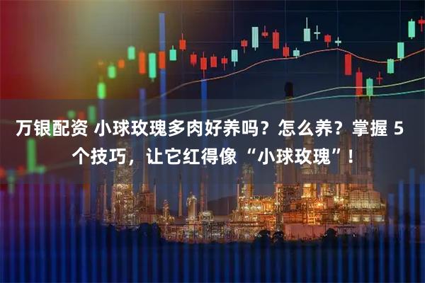 万银配资 小球玫瑰多肉好养吗？怎么养？掌握 5 个技巧，让它红得像 “小球玫瑰”！